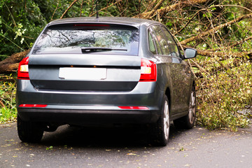 car auto crashing into tree knocked down by storm