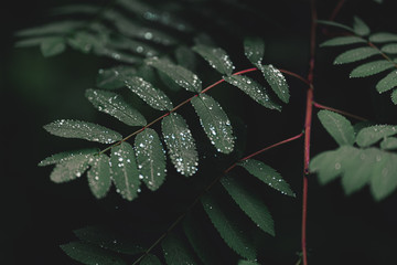 green leaf on black background