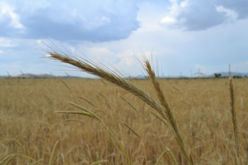 Naklejka premium Barleys captured close-up with barley farm on the background.