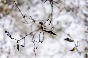 First snow on a branch