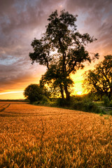 Fototapeta premium sunset field 