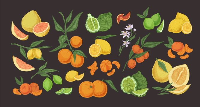 Citrus colorful hand drawn illustrations set. Detailed fruits and herbs vintage drawing collection. Bergamot, pomelo, lemon, lime, mandarin, orange, red orange isolated on black background.