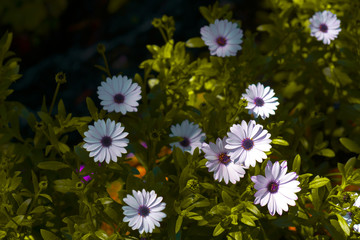 Sunlight shaded on the natural beautiful blue marguerite flowers with green leaves in the garden on dark background