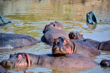 hippos sleeping