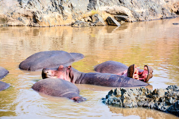 hippos sleeping