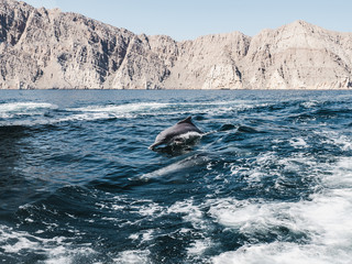 Dolphins swimming in the sea waves on the background of the rays of the bright sun. Closeup. Oman...