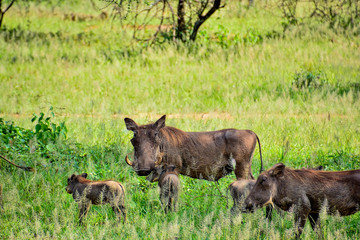Fototapeta na wymiar warthog on safari