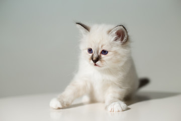 Fototapeta na wymiar small kitten cat breed sacred burma on a light background