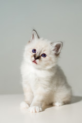 small kitten cat breed sacred burma on a light background