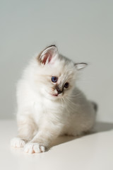 small kitten cat breed sacred burma on a light background