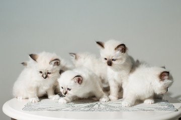 many kittens cat breeds sacred birma