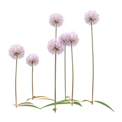 3D Rendering Allium Flowers on White