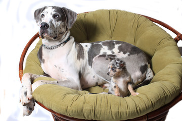 Two dogs on chair