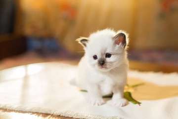 kitten cat breed sacred burma in the interior