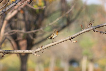 barbed wire on a green background of blue sky
