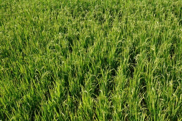 Champ rizière verte de Bali