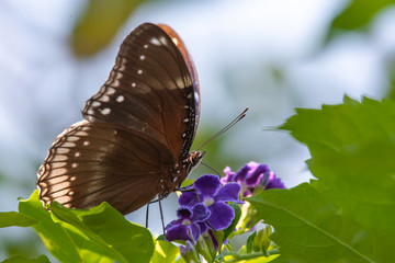 Obraz na płótnie Canvas Brown butterfly eating sweet nectar on flower.