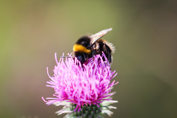 eine Hummel sammelt Pollen von der Blüte einer Mariendistel