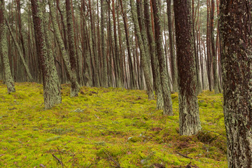 forest in autumn