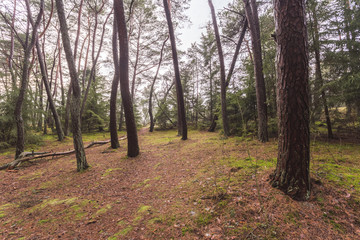 forest without bushes, trunks of trees without branches