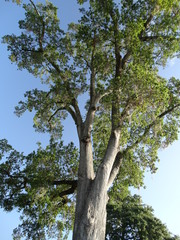 tall old tree with green boughs with sky background