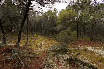 thicket of mountain spruce, moss and windbreak