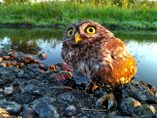 little owl near the pond