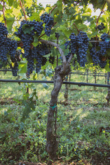 grappoli di uva