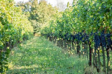 grappoli di uva