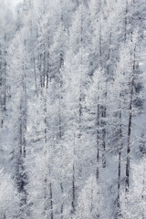 Fototapeta na wymiar Winter mountain forest in Soelden