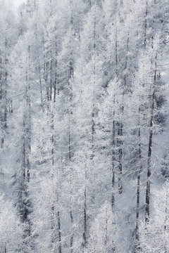 Winter mountain forest in Soelden