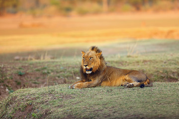 Fototapeta premium The Southern lion (Panthera leo melanochaita) also as the East-Southern African lion or Eastern-Southern African lion.Dominant male lying in savanna with orange colored background.