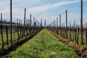 Fototapeta na wymiar filari di vigne in primavera