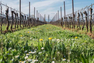 vigna e campo