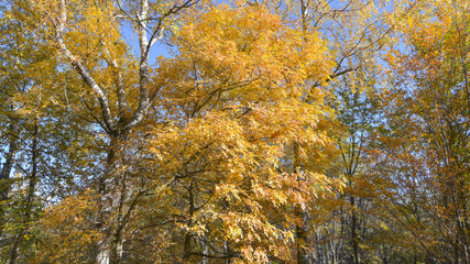 alberi con foglie gialle durante l'autunno, nel bosco, in ottobre