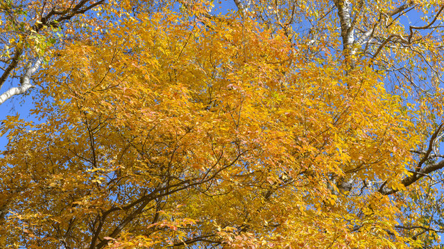 Ottobre 이미지 – 찾아보기 7,345 스톡 사진, 벡터 및 비디오 | Adobe Stock