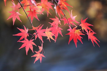 紅葉