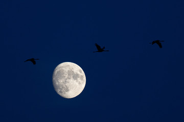 Cranes and moon