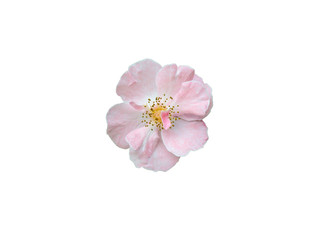 Naklejka na ściany i meble Pink flower isolated on the white background with clipping path