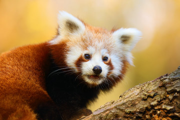 The red panda (Ailurus fulgens) , fire fox or lesser panda, the red bear-cat, and the red cat-bear,...