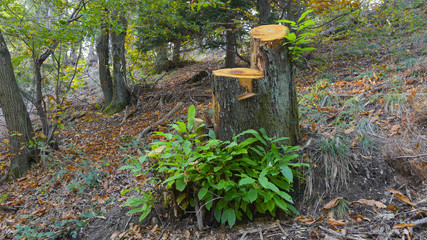 tronco con foglie verdi, nel bosco in autunno