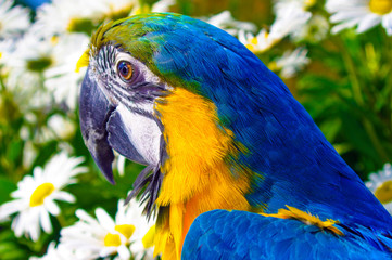 Blue and gold macaw outside enjoying the daisies