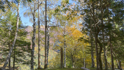 Fototapeta na wymiar fantastico paesaggio del bosco in autunno, con alberi, betulle, larici con foglie gialle e arancioni