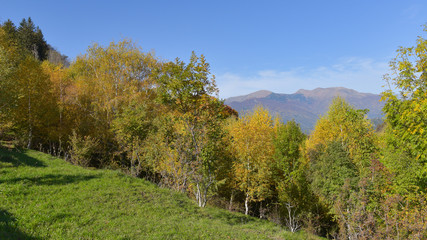 Fototapeta premium vista degli alberi colorati di rosso, giallo e arancione durante l'autunno