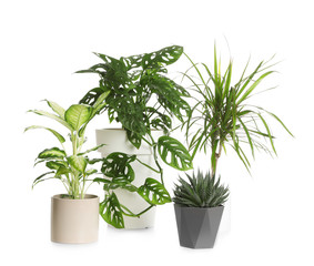 Pots with different exotic plants isolated on white. Home decor