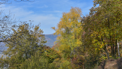 fantastico paesaggio del bosco in autunno, con alberi, betulle, larici con foglie gialle e arancioni © fotonaturali
