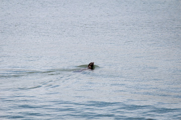 Fototapeta premium ein Seehund, Robbe schwimmt im Hafenbecken