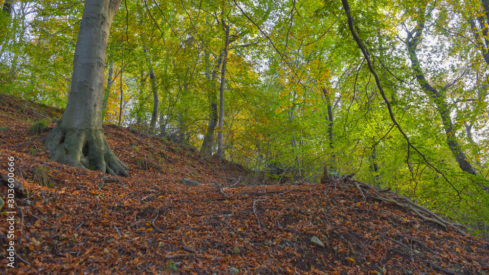 Wall mural fantastico paesaggio del bosco in autunno, con alberi, betulle, larici con foglie gialle e arancioni