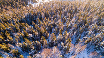 Aerial view smooth beautiful green spruce trees