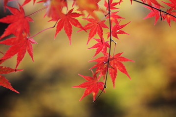 紅葉